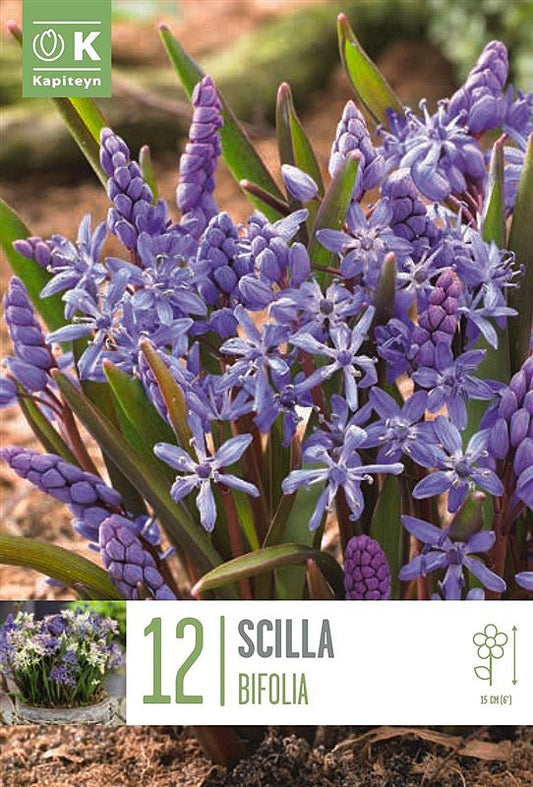 Scilla Bifolia - Bulb Size 5/6 - X12 Bulbs
