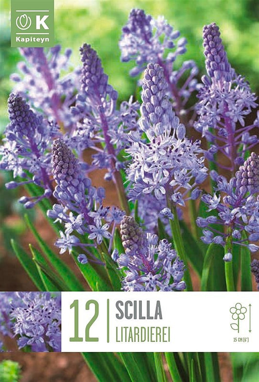 Scilla Litardierei - Bulb Size 5/6 - X12 Bulbs