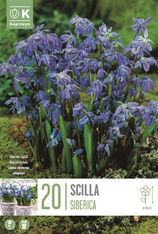 BAG SCILLA SIBERICA X20 6/7