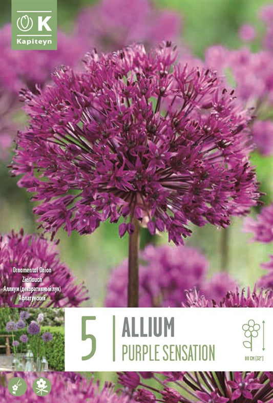 BAG ALL AFLATUNENSE PURPLE SENSATION X5 12/+