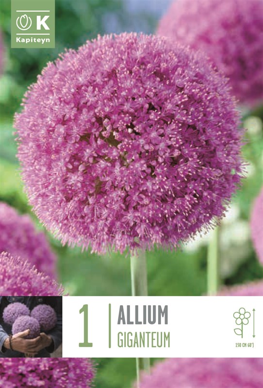 BAG ALLIUM GIGANTEUM X1 20/+