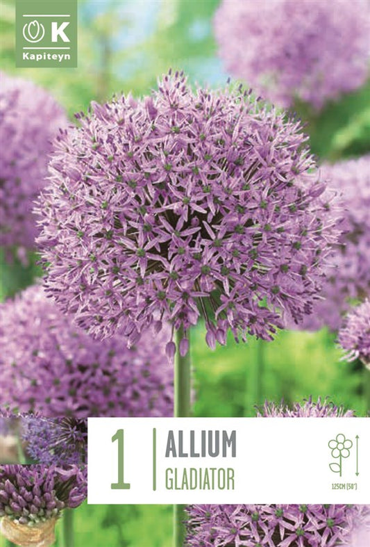 BAG ALLIUM GLADIATOR X1 20/+
