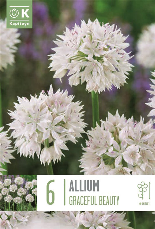 BAG ALLIUM GRACEFULL BEAUTY X6 5/+