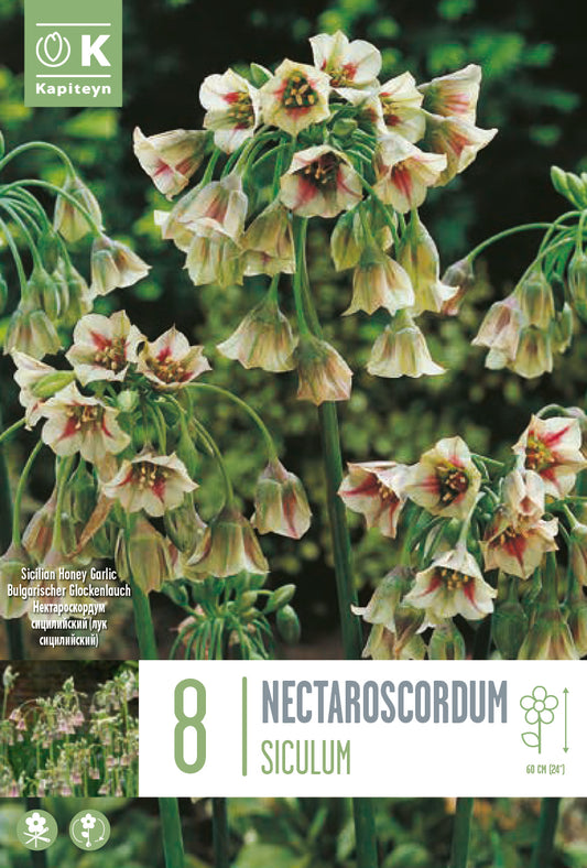 BAG ALL SICULUM (NECTAROSCORDUM) X8 8/10