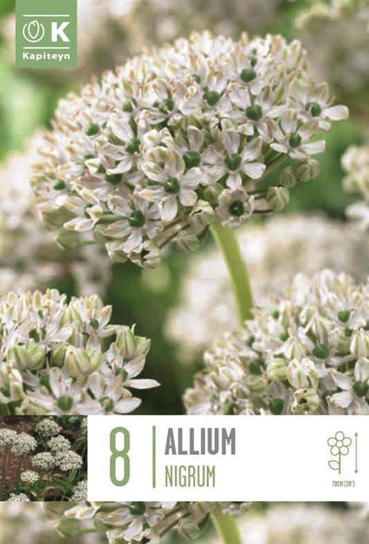 BAG ALLIUM NIGRUM X8 10/12
