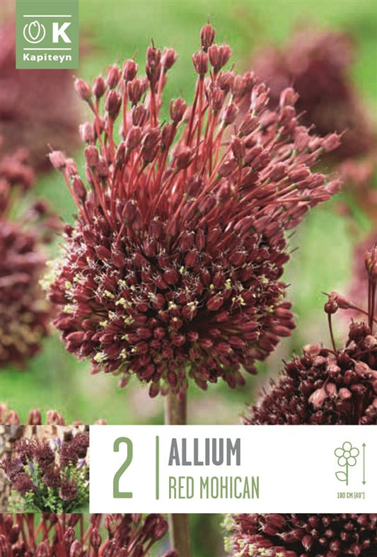 BAG ALLIUM RED MOHICAN X2 10/12