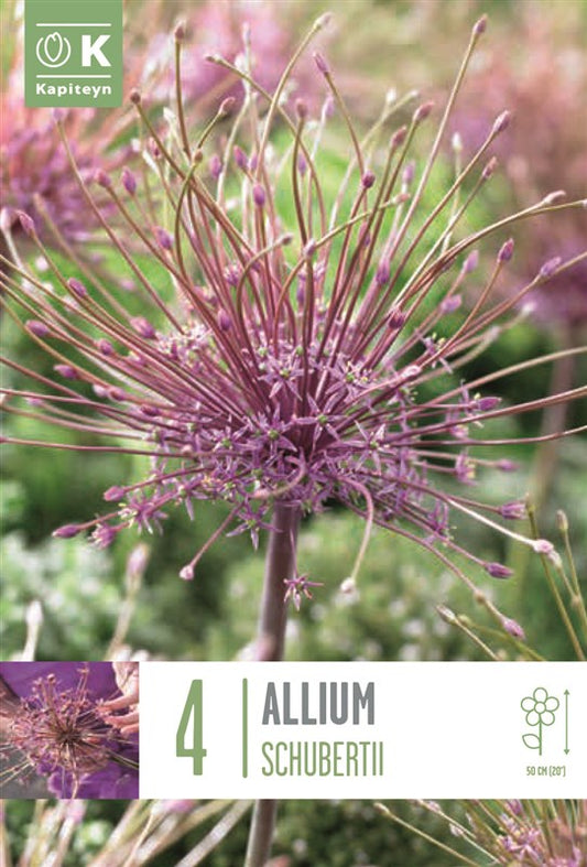 BAG ALLIUM SCHUBERTII X4 10/12