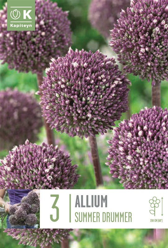 BAG ALLIUM SUMMER DRUMMER X3 12/+