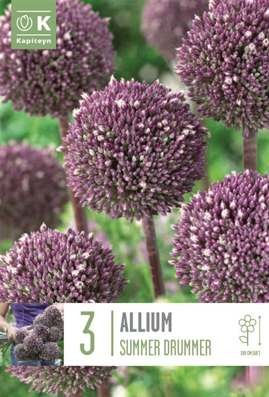 BAG ALLIUM SUMMER DRUMMER X3 12/+