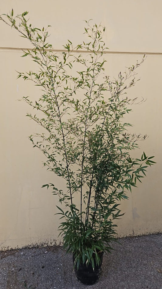 Phyllostachys nigra / C18 - 200/225-Easy Garden Centre