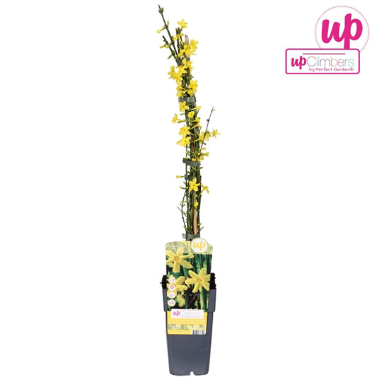 Jasminum nudiflorum (Winter Jasmine, yellow flowers) / 2ltr, 65cm-Easy Garden Centre