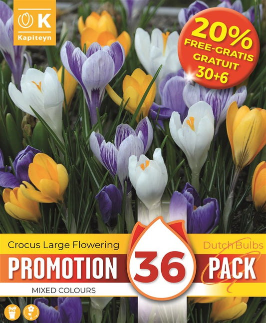 PROMO 20% CROCUS VERNUS MIXED COLOURS