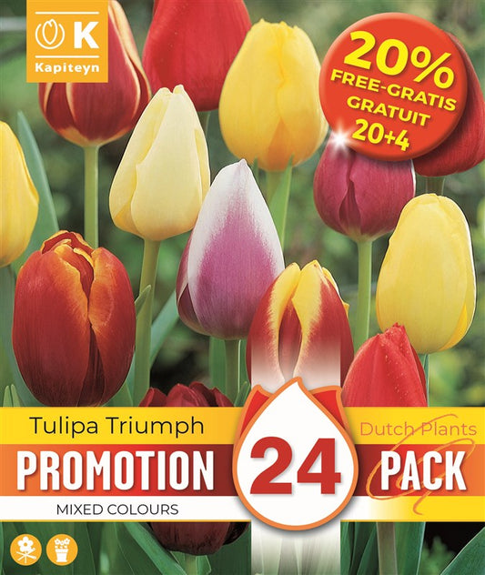 PROMO 20% TULIPA TRIUMPH MIXED COLOURS