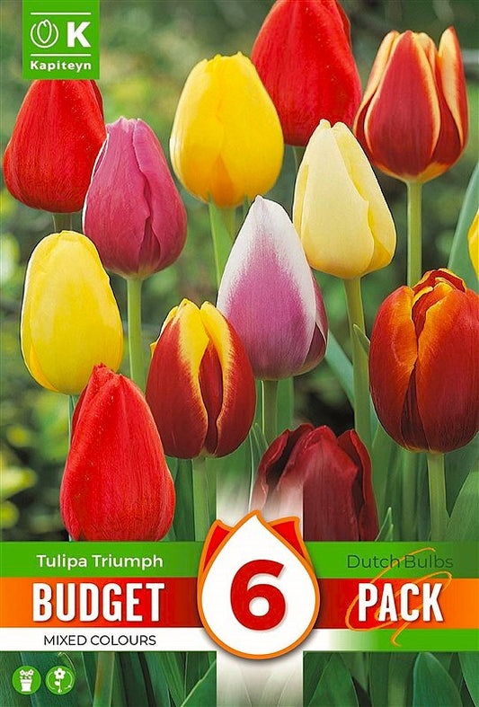 Budget Tulip Triumph Mixed - Bulb Size 10/11 - X6 Bulbs