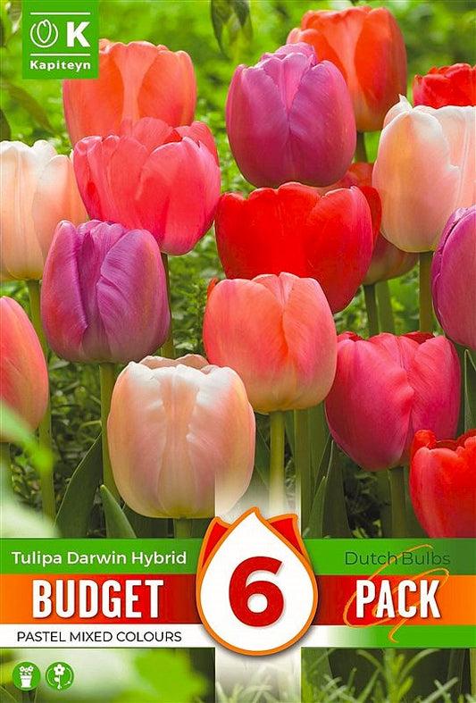 Budget Tulip Dh Pastel Mixed - Bulb Size 10/11 - X6 Bulbs