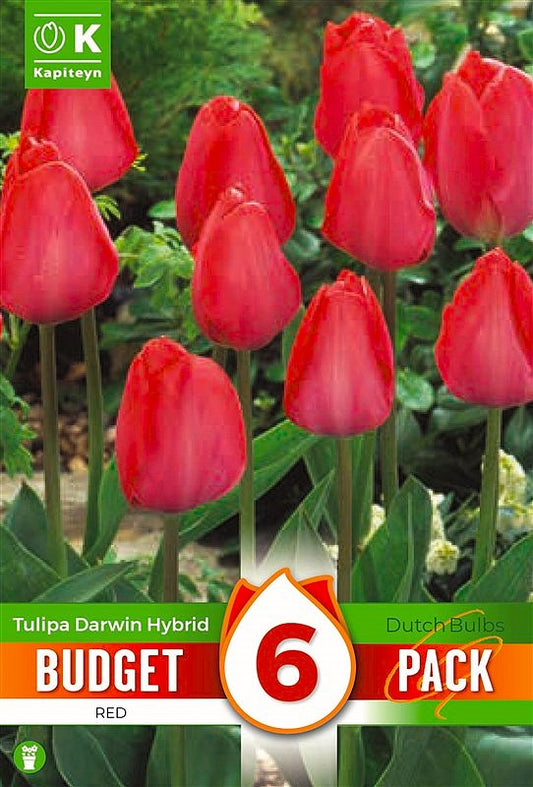 Budget Tulip Darwin Hybrid Red - Bulb Size 10/11 - X6 Bulbs