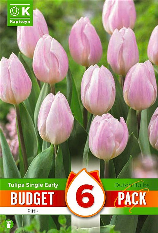 Budget Tulip Single Early Pink - Bulb Size 10/11 - X6 Bulbs