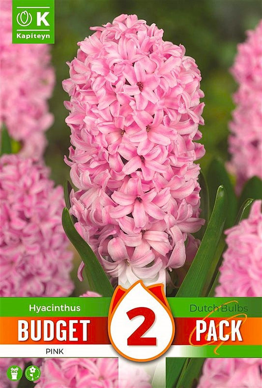 Budget Hyacinth Pink - Bulb Size 14/15 - X2 Bulbs