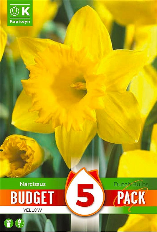 Budget Narcissuscissus Yellow - Bulb Size S12/14 - X5 Bulbs