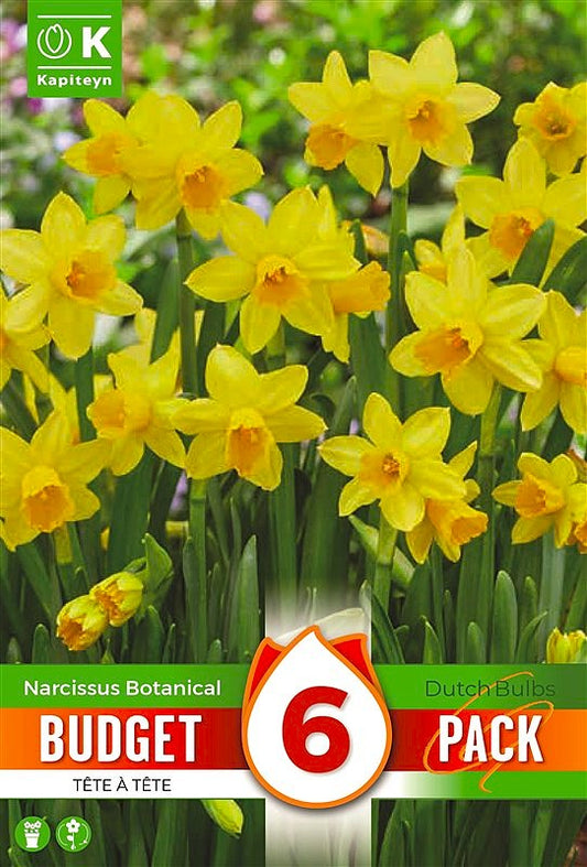Budget Narcissus Tete A Tete - Bulb Size Z10/11 - X6 Bulbs