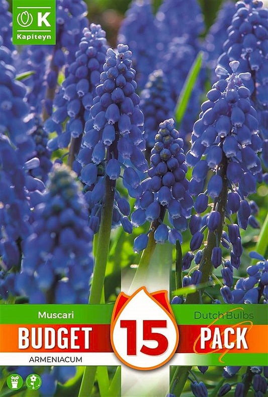Budget Muscari Armeniacum - Bulb Size 6/7 - X15 Bulbs