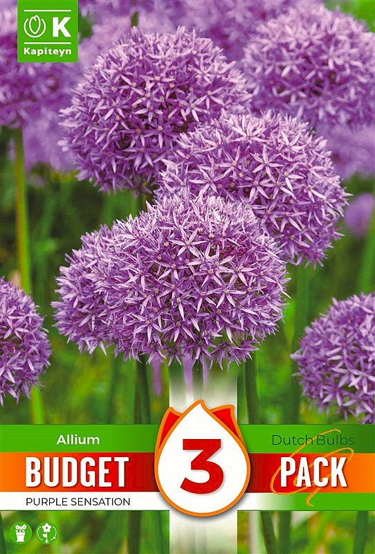 Budget Allium Purple Sensation - Bulb Size 10/12 - X3 Bulbs