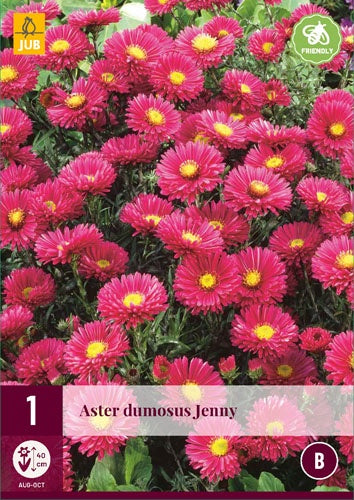 1 ASTER DUMOSUS JENNY