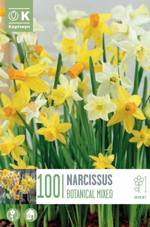 LANDSCAPE BAG NARCISSUS BOTANICAL MIXED COLOURS
