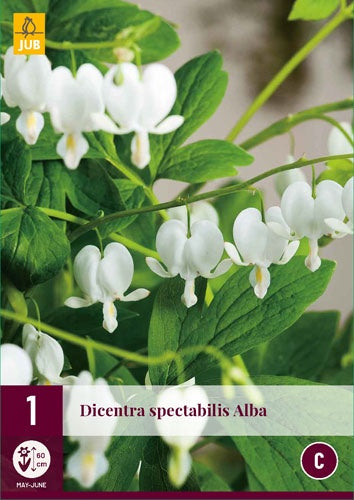 1 DICENTRA SPECTABILIS ALBA