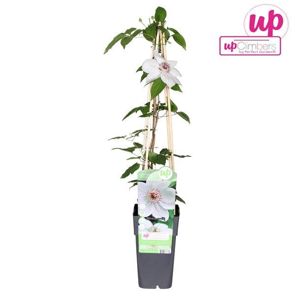 Clematis Miss Bateman (Large-flowered Clematis, white flowers) / 2ltr, 65cm-Easy Garden Centre