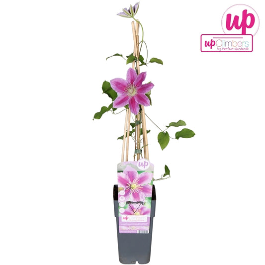 Clematis Piilu (Large-flowered Clematis, pink-mauve flowers) / 2ltr, 65cm-Easy Garden Centre