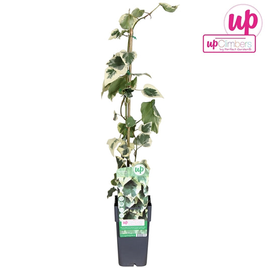 Hedera colchica Dentata Variegata (Persian Ivy) / 2ltr, 65cm-Easy Garden Centre