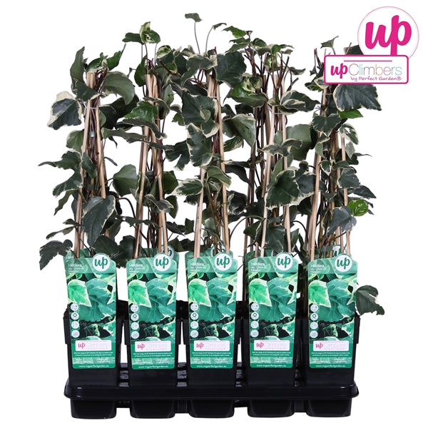 Hedera algeriensis Gloire de Marengo (Algerian Ivy) / 2ltr, 65cm-Easy Garden Centre