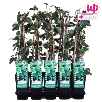 Hedera algeriensis Gloire de Marengo (Algerian Ivy) / 2ltr, 65cm-Easy Garden Centre