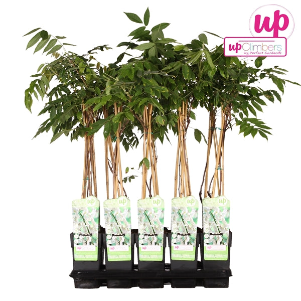 Wisteria floribunda Alba (Japanese Wisteria, white flowers) / 2ltr, 65cm-Easy Garden Centre