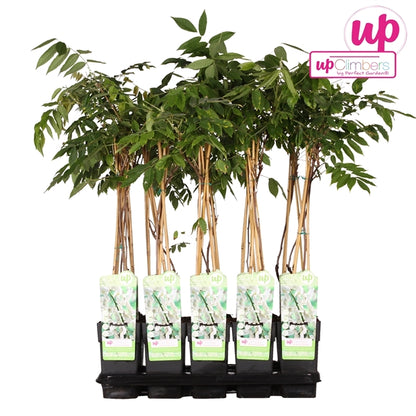 Wisteria floribunda Alba (Japanese Wisteria, white flowers) / 2ltr, 65cm-Easy Garden Centre