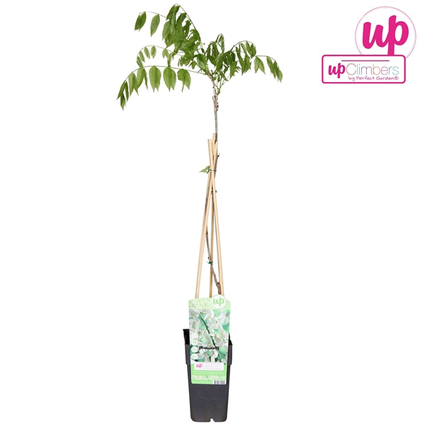 Wisteria floribunda Alba (Japanese Wisteria, white flowers) / 2ltr, 65cm-Easy Garden Centre