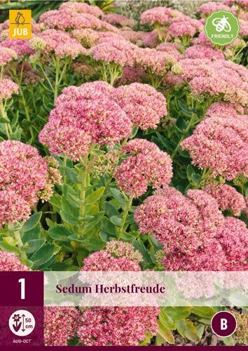 1 SEDUM HERBSTFREUDE