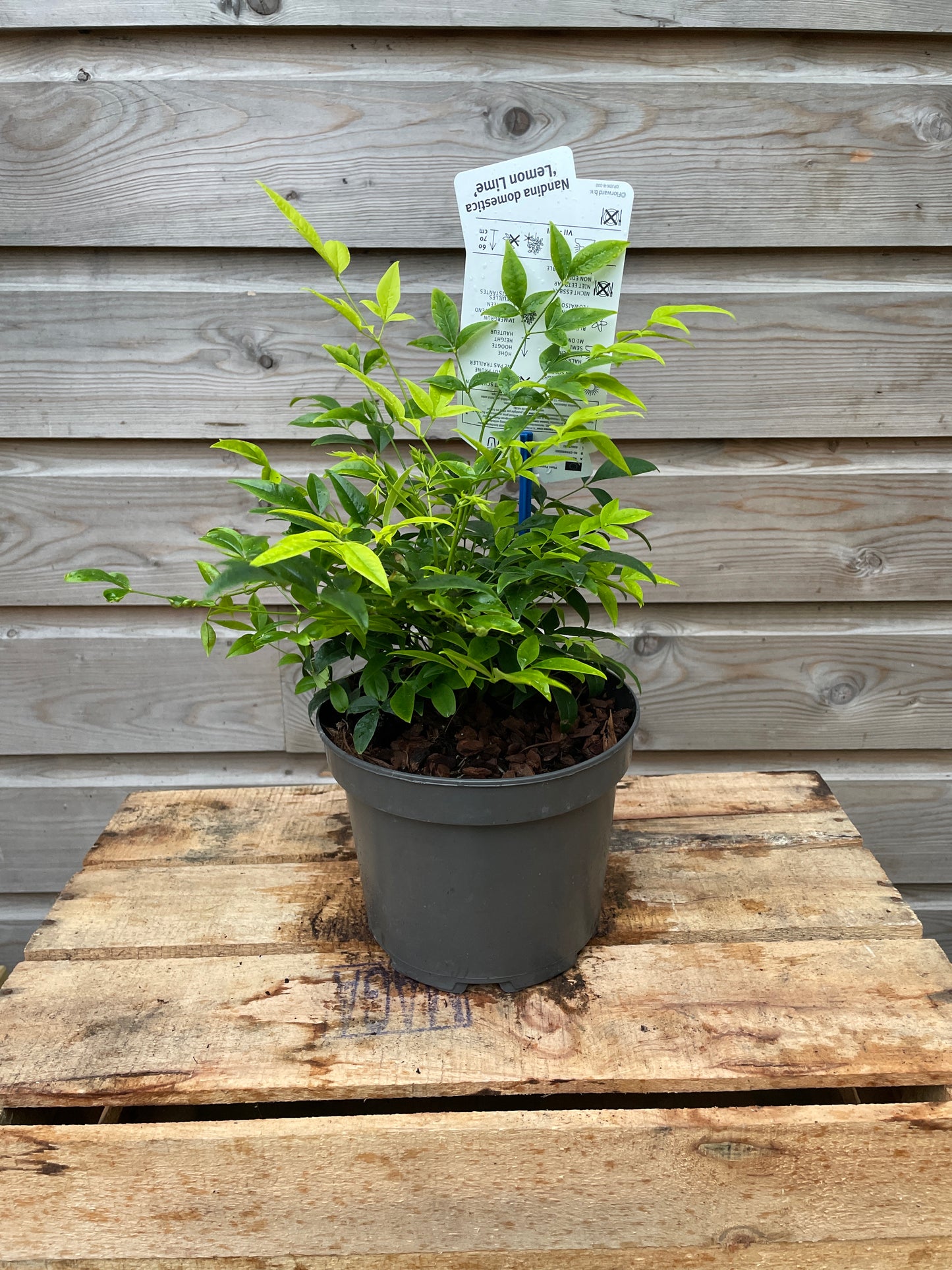 Nandina dom. Lemon & Lime / P17 (2 Ltr)