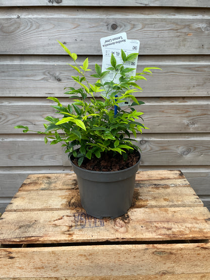 Nandina dom. Lemon & Lime / P17 (2 Ltr)