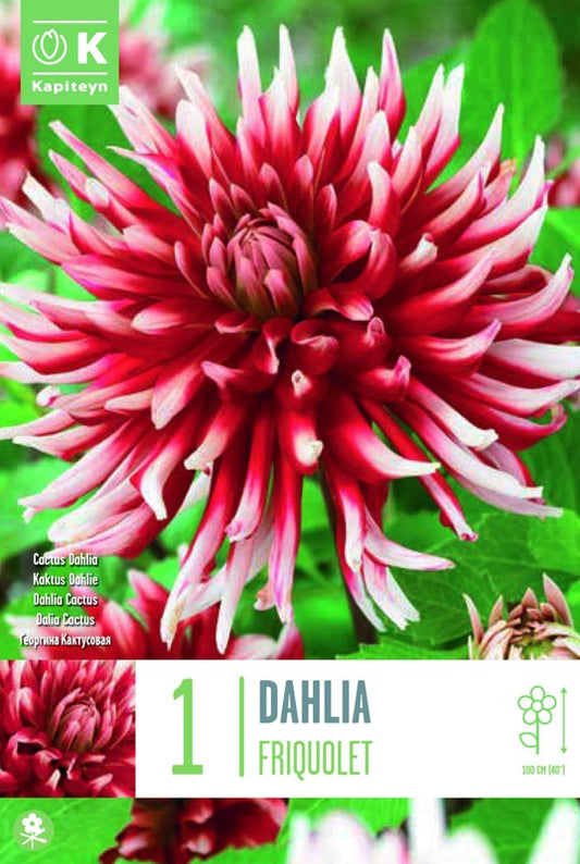 Dahlia FRIQUOLET X1 I