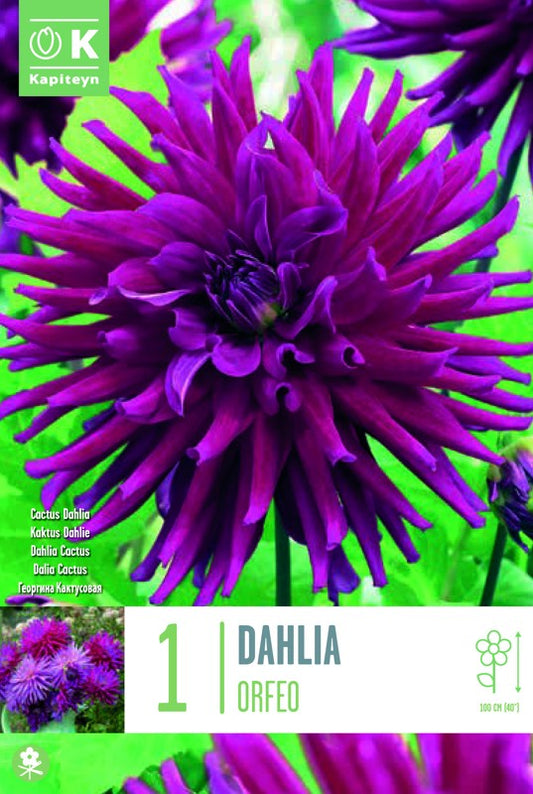 Dahlia ORFEO X1 I