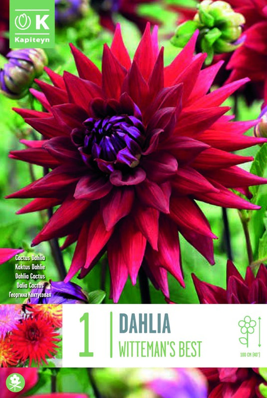 Dahlia WITTEMAN'S BEST X1 I