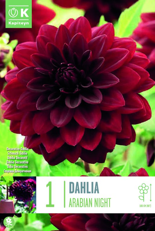 Dahlia ARABIAN NIGHT X1 I