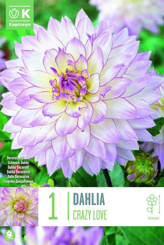 Dahlia CRAZY LOVE X1 I
