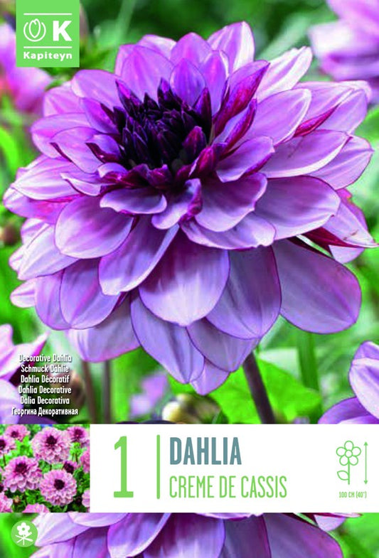 Dahlia CREME DE CASSIS X1 I