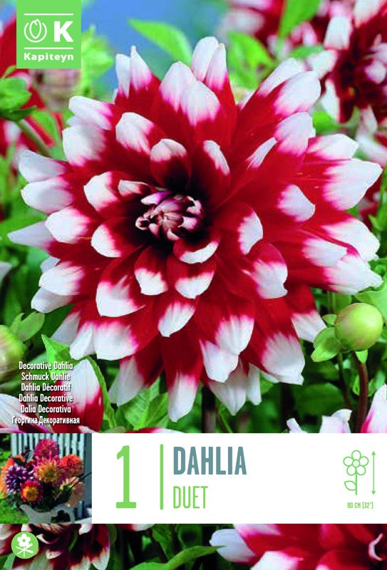 Dahlia DUET X1 I