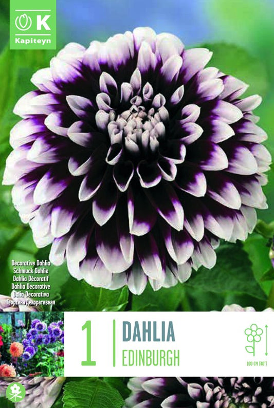 Dahlia EDINBURG X1 I