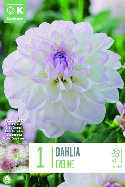 Dahlia EVELINE X1 I