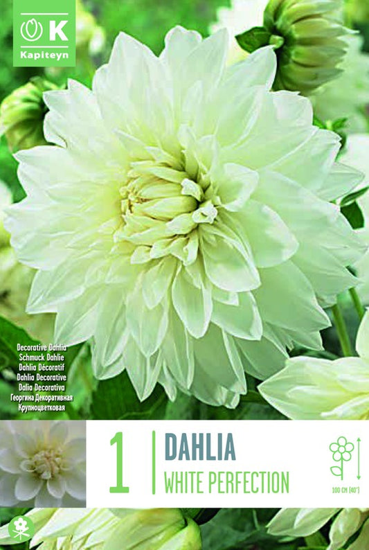 Dahlia WHITE PERFECTION X1 I